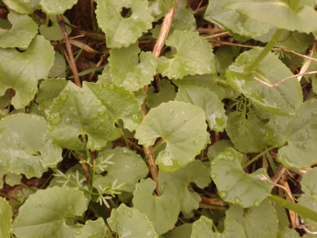 Doronicum columnae